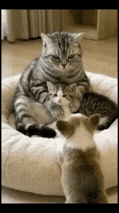 在客厅里，圆滚滚的绒布窝是猫妈妈和小猫的专属领地。一天，主人带回家一只小狗