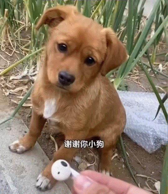 辽宁,一女子在路边将蓝牙耳机丢了一只,可在周围找了半天都找不到,女子环顾四周,也