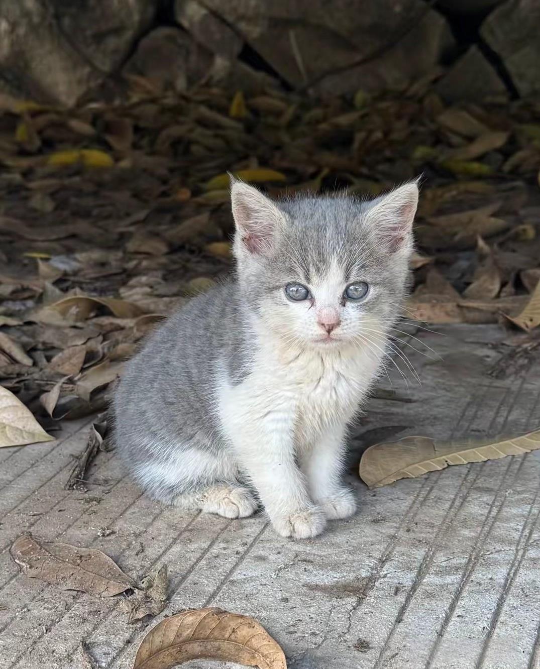 小猫咪挺可爱的，它的眼睛里透着忧郁的神态，可能和它是一只流浪猫有关系。如果喜欢