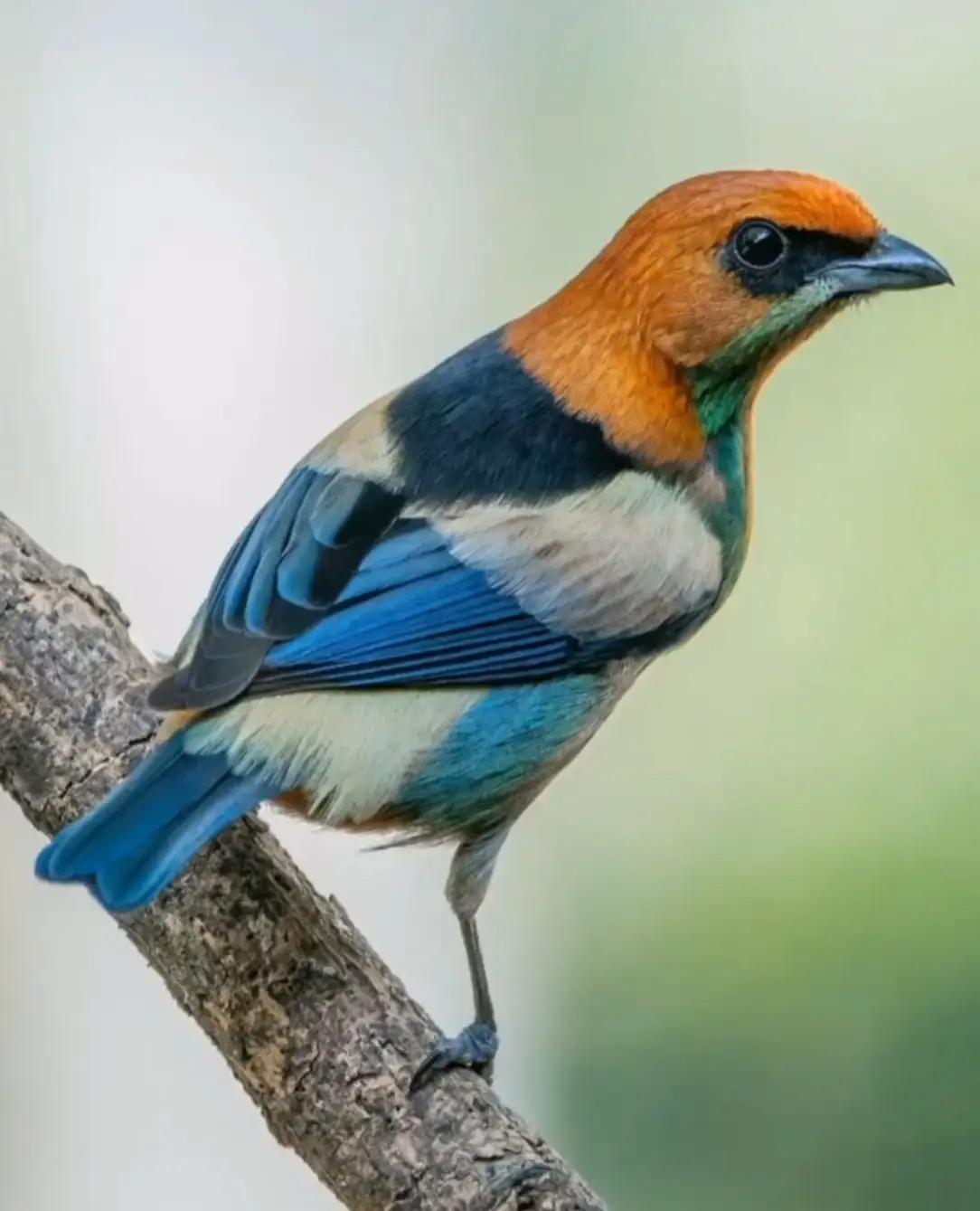 成年人要有钝挫力某日，女秘书神色凝重地说：领导，我怀孕了。领导继续低