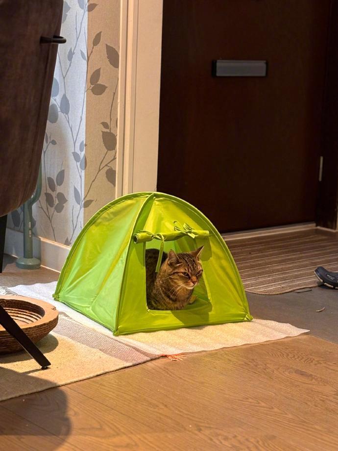 在家也非要露营的小猫