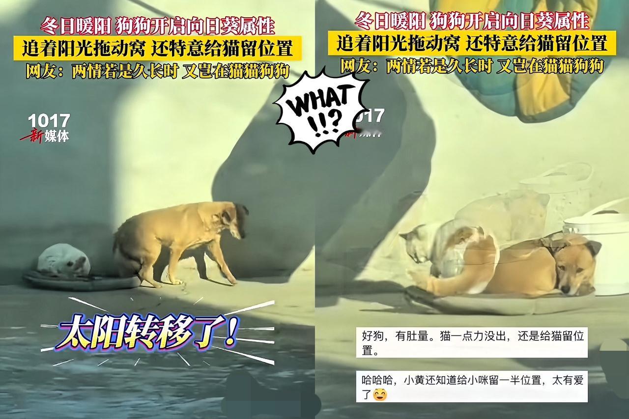 “解释不清了！”河北有户人家，狗狗和猫咪一起在院子里晒太阳，晒着晒着打了