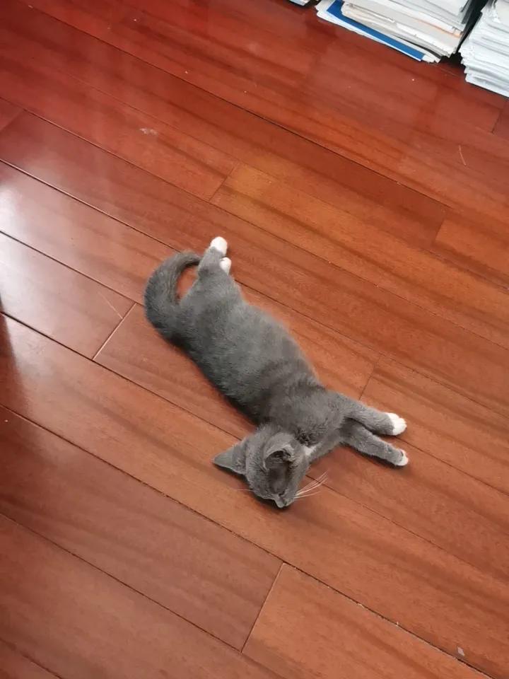 儿子又捡回来一只蓝猫，但又不像是真正的蓝猫，眼睛睁不大的样子！看着又瘦又小的