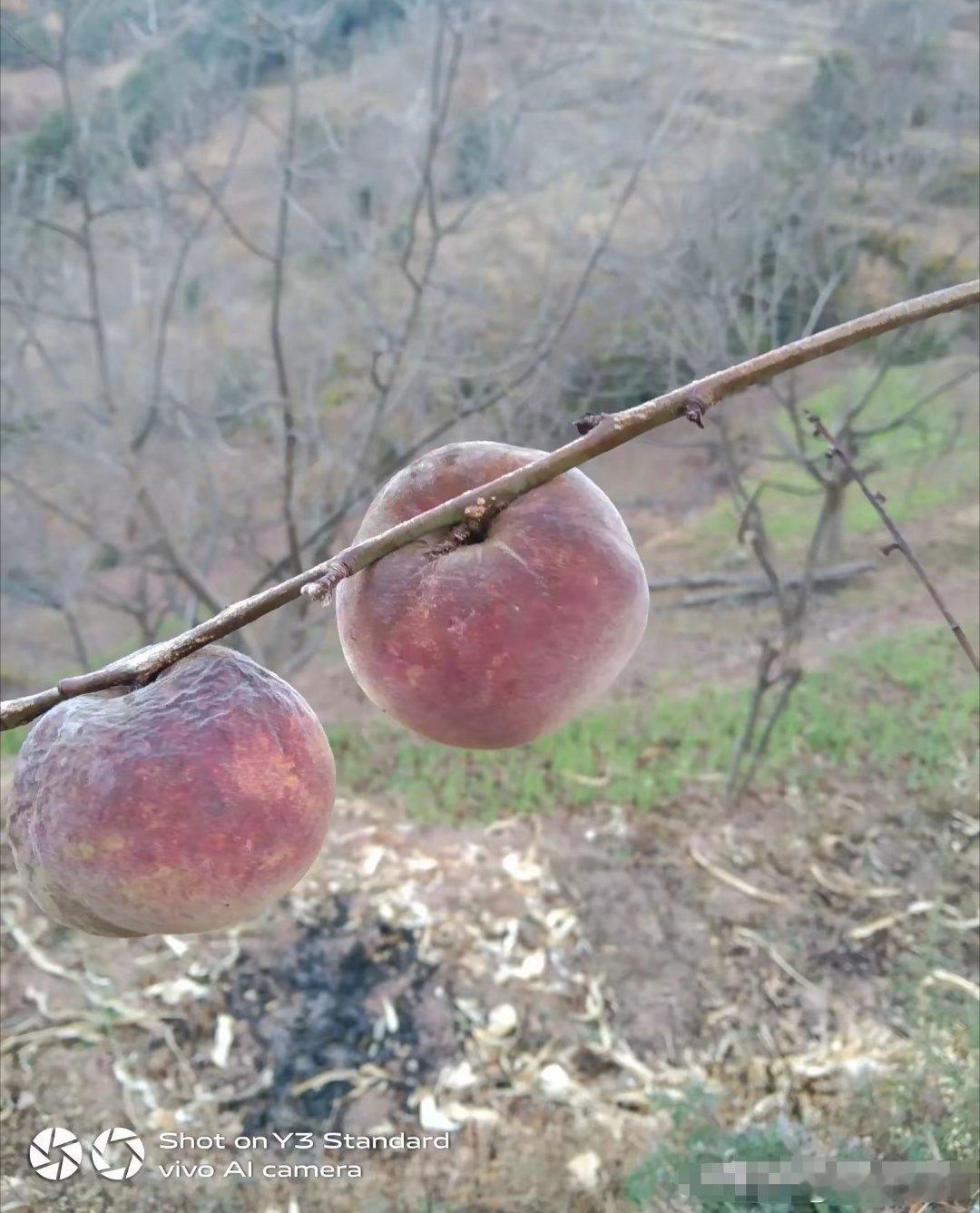 云南农村，没人要的桃子都干了。