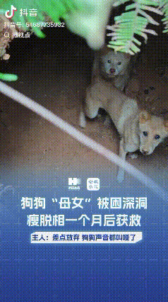 “幸好没放弃”湖南平江，一女子家两只小狗出门玩耍后丢失，女子足足找了一个多月，本