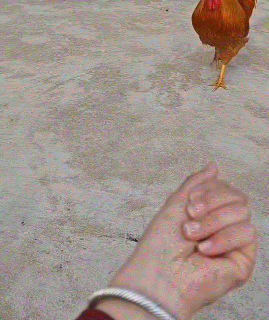 出乎意料了，湖北，一女子将两条虫喂给家里一只公鸡吃，本以为公鸡过来后，会眼都不眨
