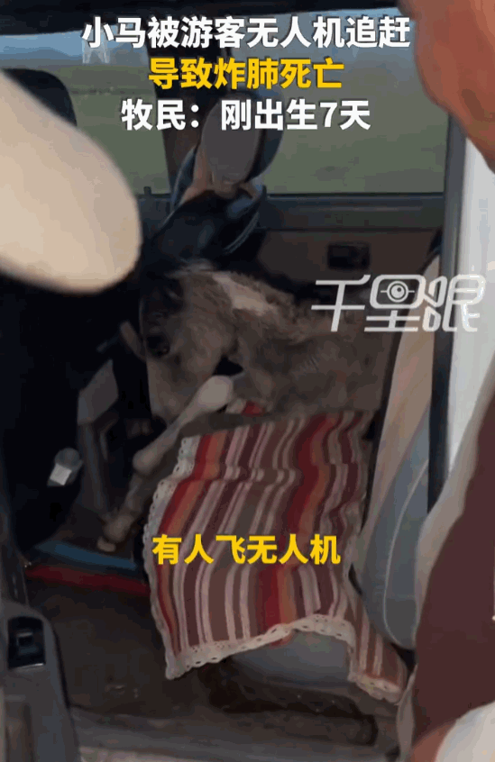 天生坏种！新疆巴音郭楞，一名游客，为了追求镜头下的“史诗级大片”，竟然操控着嗡嗡