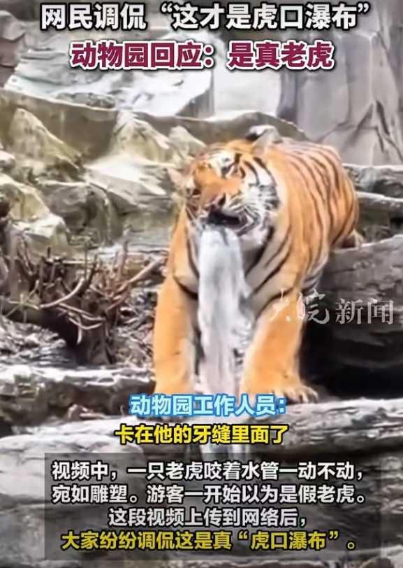 河南某动物园“虎口瀑布”事件火遍网络。近日，一段老虎嬉戏的视频引发网友围观，画面