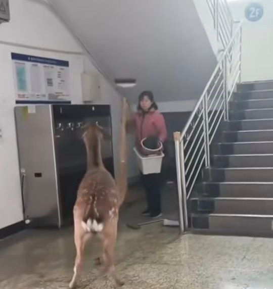 瑞幸大战沪上阿姨​​​