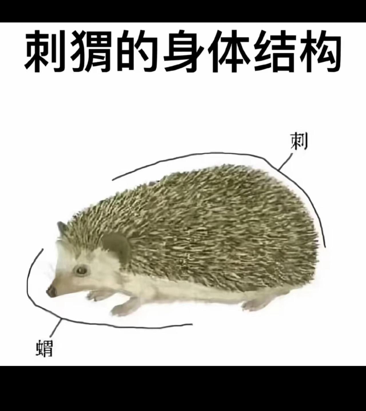 梗图​​​