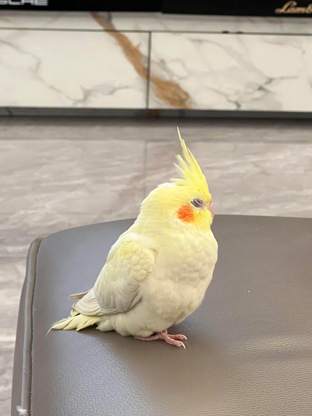 伸缩自如的小鸟​​​