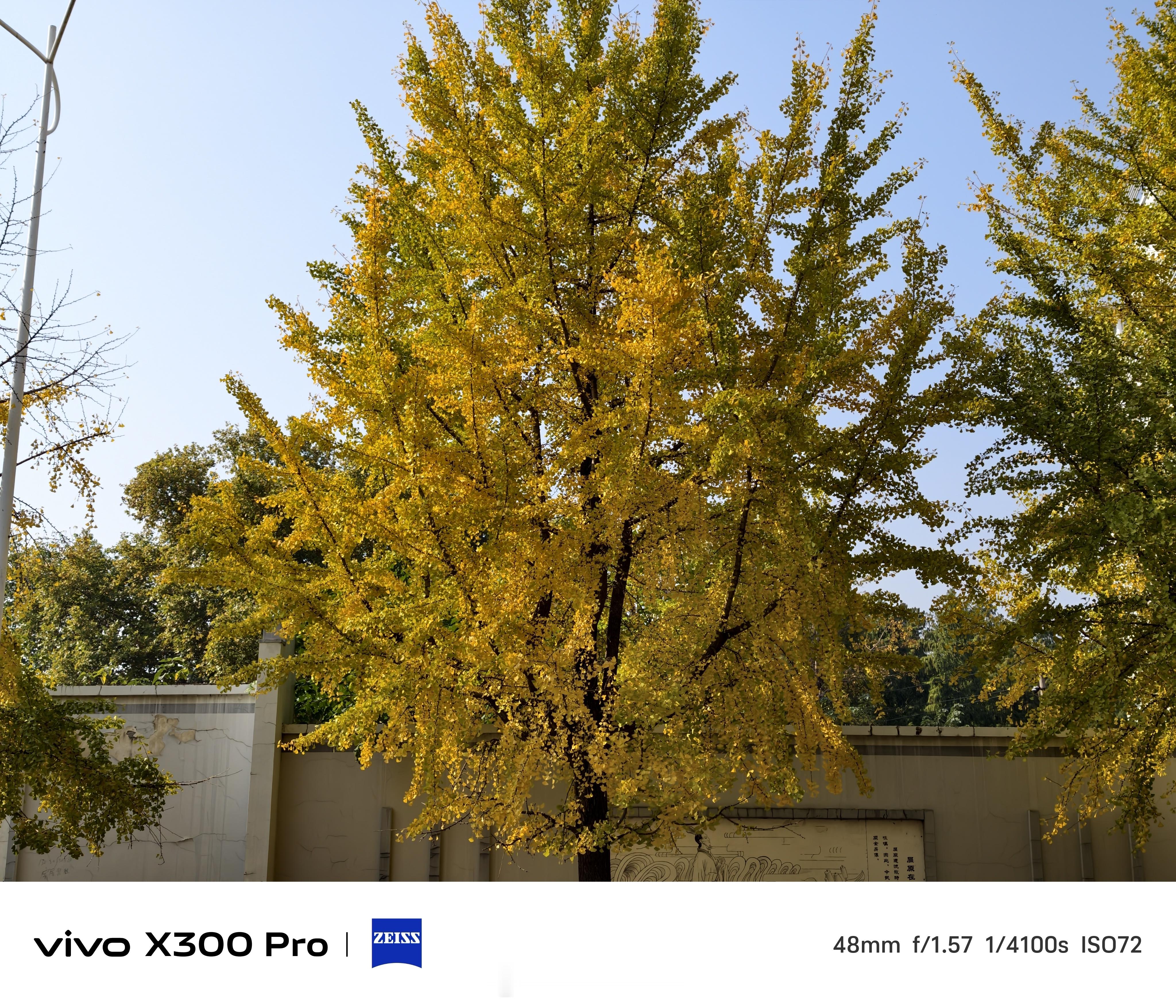 vivoX300Pro荣耀Magic8Pro默认自动直出随手拍银杏发朋友