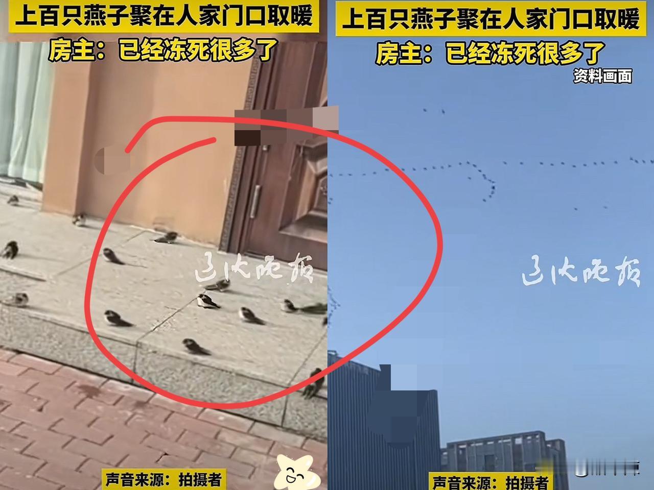 “这下真的解释不清了！”黑龙江五常，天气越来越冷了，女子却发现自家门口聚了一堆燕