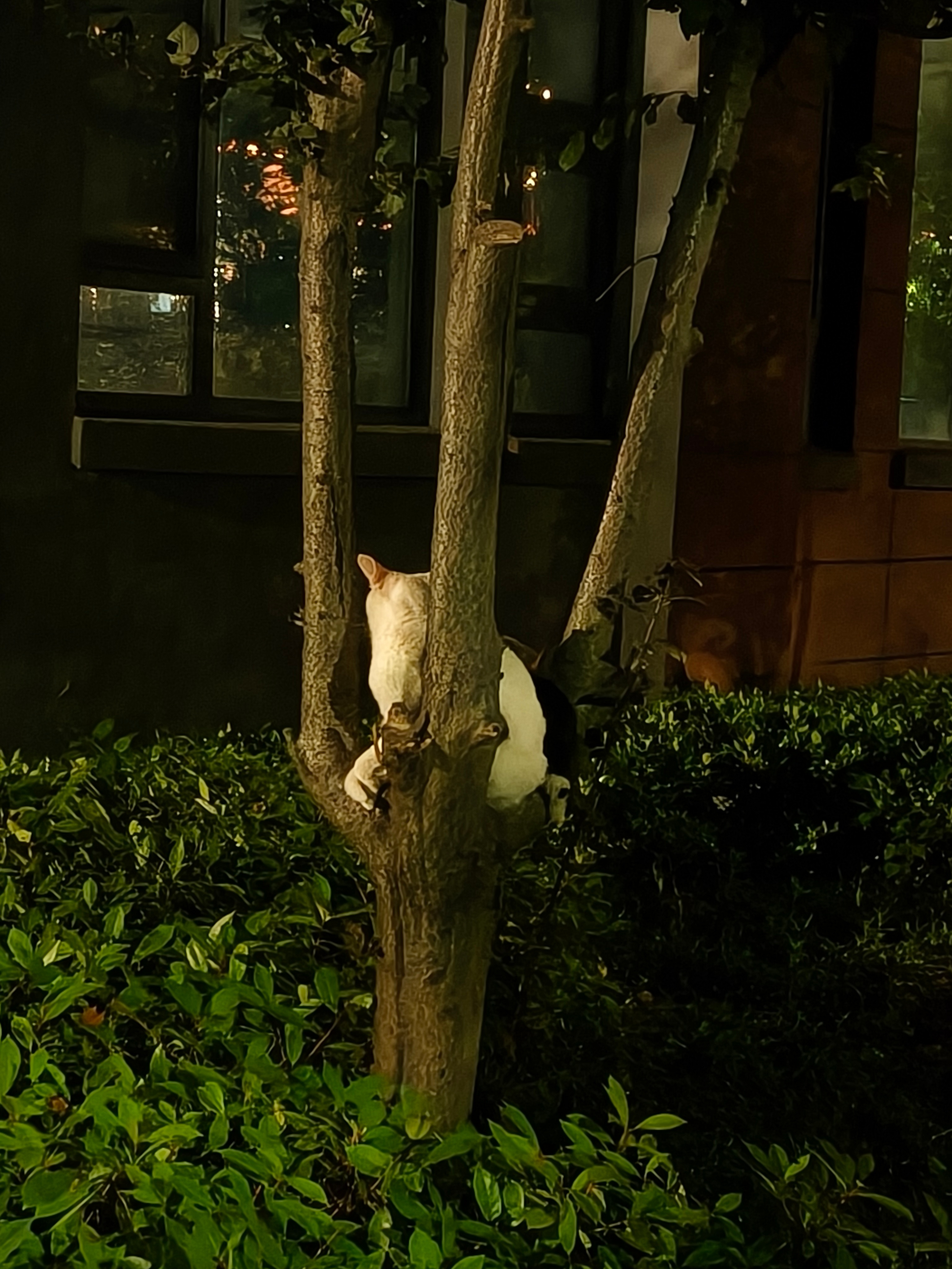 这只猫好悠闲想给她一巴掌谁能看出来这是两只猫