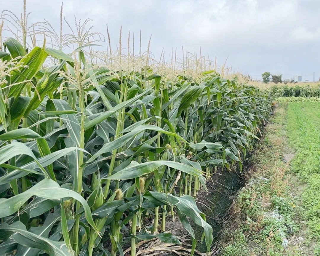 陕西靖边玉米地命案：因几穗玉米引发的两条人命悲剧这起案件源于亲属间的日常琐事