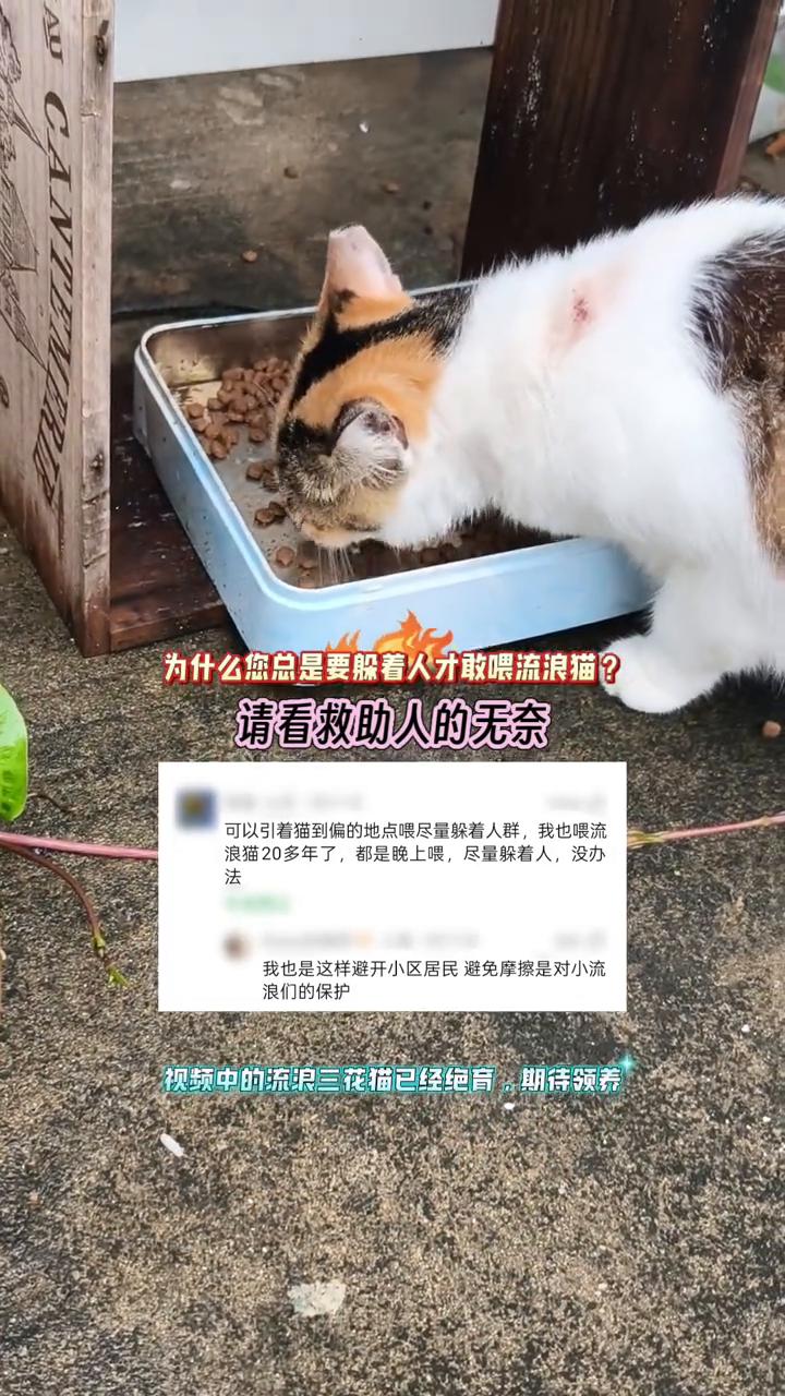 为什么您总是要躲着人才敢喂流浪猫？请看救助人的无奈。可以引着猫到偏的地点喂，尽