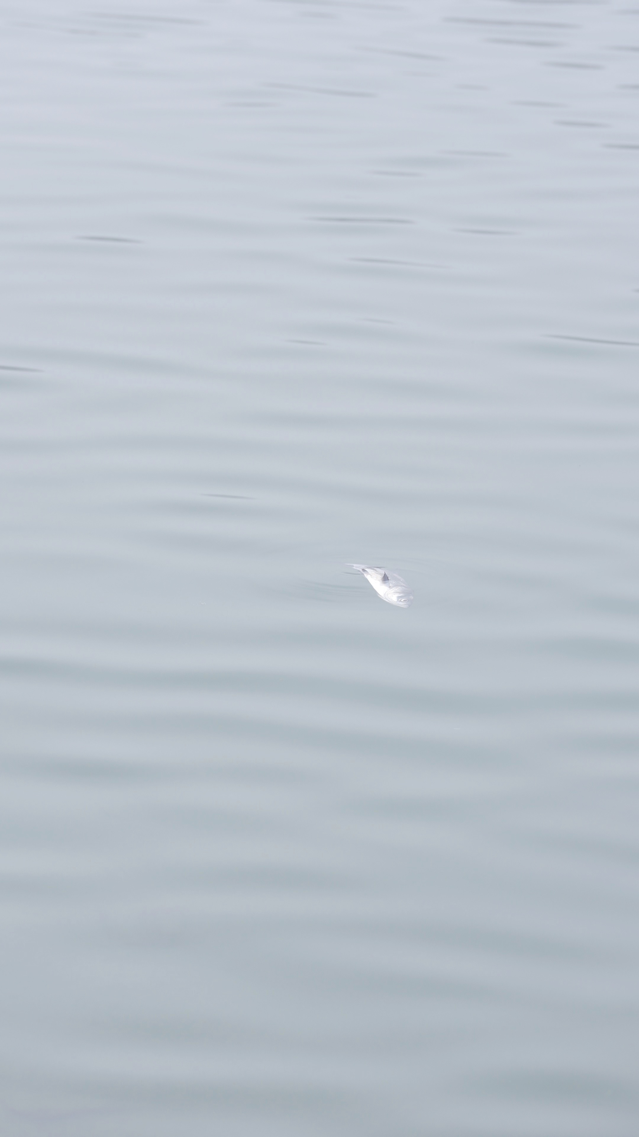 我们在雪地测试折叠屏低温可靠性时，发现湖里有一条濒死的鱼，要不要把它救上来红烧？