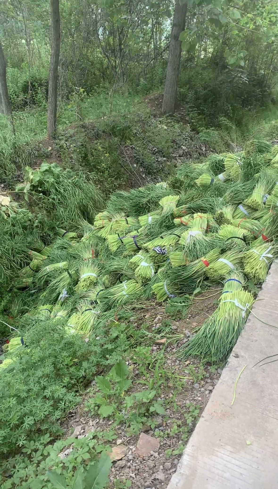 成捆的蒜苔被扔沟里，附近的村民可还免费捡蒜苔，白根蒜苔根本捡不完。知情人反映