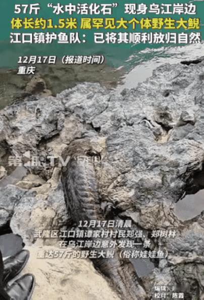“幸亏发现及时！”重庆一村民干活时，突然发现石头缝有动静，他起初以为是“辣条”，
