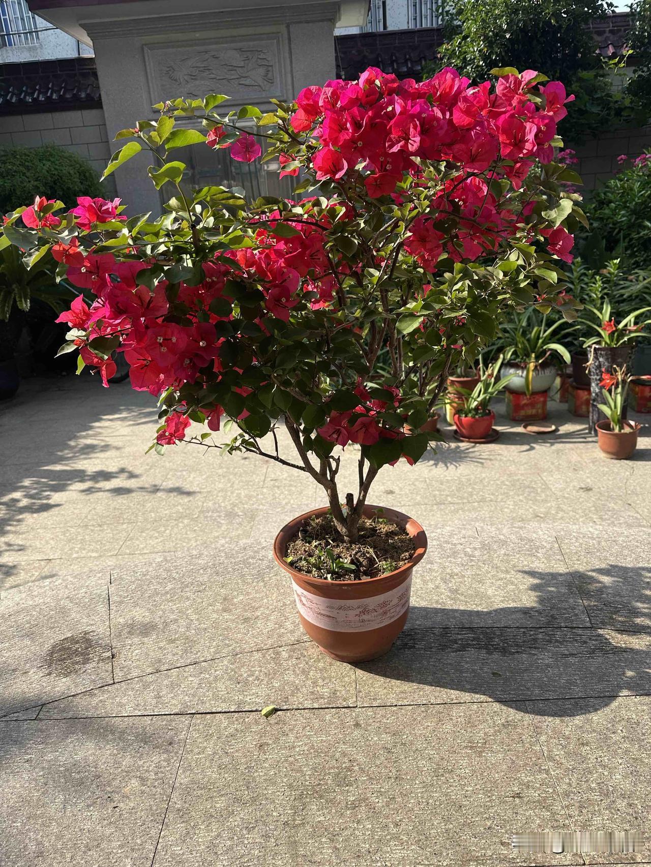 惊艳的三角梅盛开，为生活添一抹亮色！🌸🌸🌸