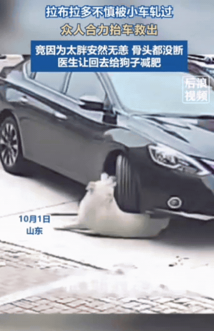 山东，拉布拉多正趴地上休息，结果，一辆小车没看见，直接从它身上轧过去，狗子哀嚎一