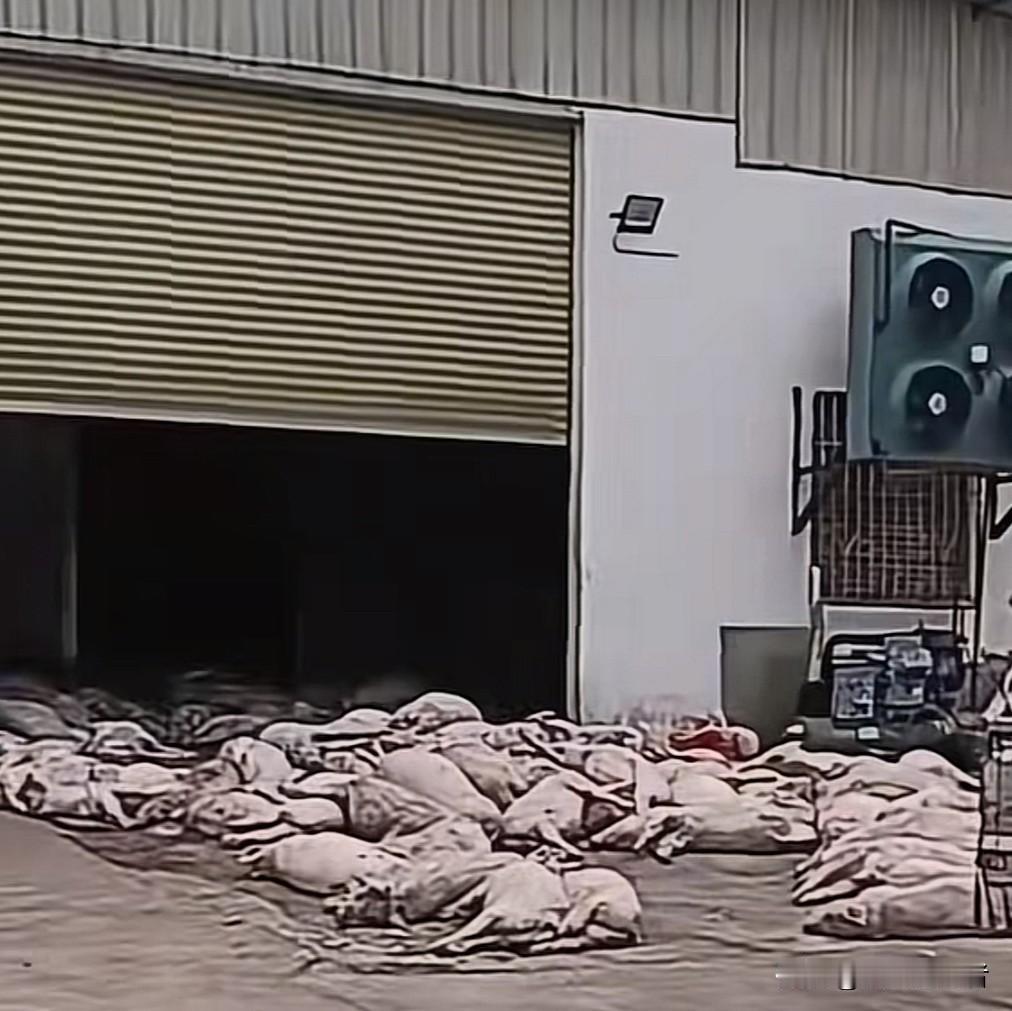 网传，广东一家肉联食品公司门前堆积着大量死猪肉。视频曝光后，迅速引发网友的广泛关