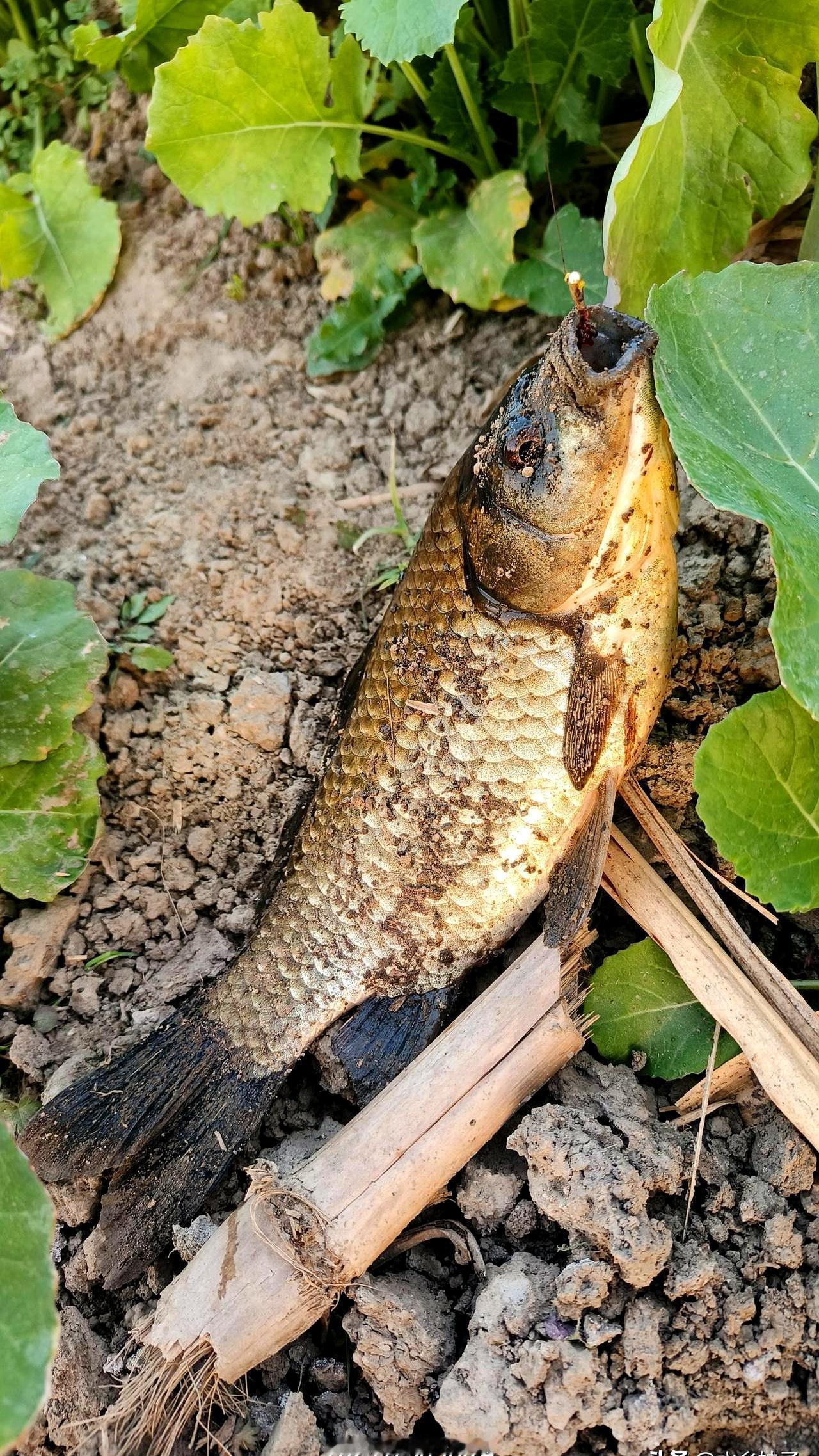 居然在密密麻麻的水花生中间挖出几个“私密小窝”，这操作简直太秀了！大冬天
