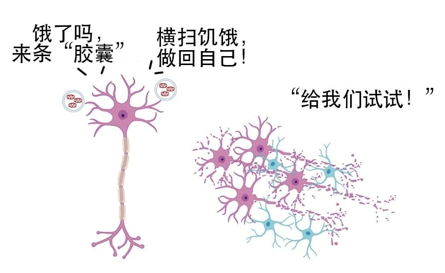 【细胞也能换电池了？】你可能听过角膜、肝肾移植……但是，你听说过线粒体移植吗？中