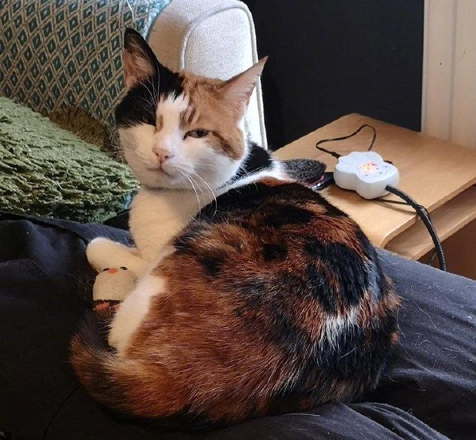 在家工作的时候，猫咪太黏人，于是主人想出了这么个办法...