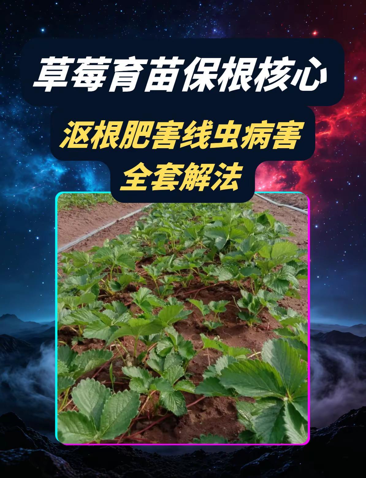 草莓育苗保根核心！沤根肥害线虫病害解法。草莓育苗保根沤根肥害
