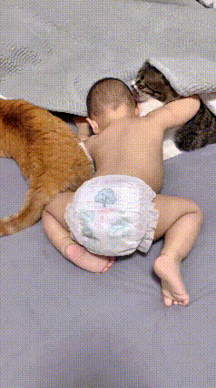 恁瞅瞅这俩猫跟宝宝的相处！宝宝一睡醒就扒拉着找他家这两只大猫，亲得跟亲爹妈样儿！