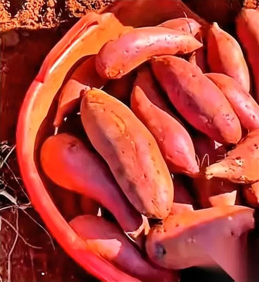 云南红薯地惊现禁药！凑近一看，竟是剧毒甲拌磷。薯农为啥冒险用禁药？图省钱