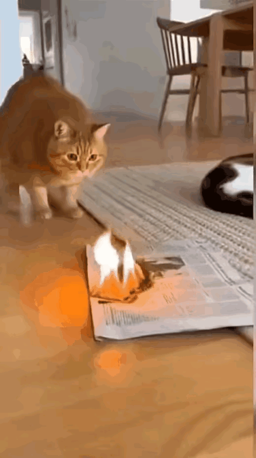 原来猫界之间也流传死道友，不死贫道的这道理[捂脸哭]这不，家里的主人抽烟之后，烟