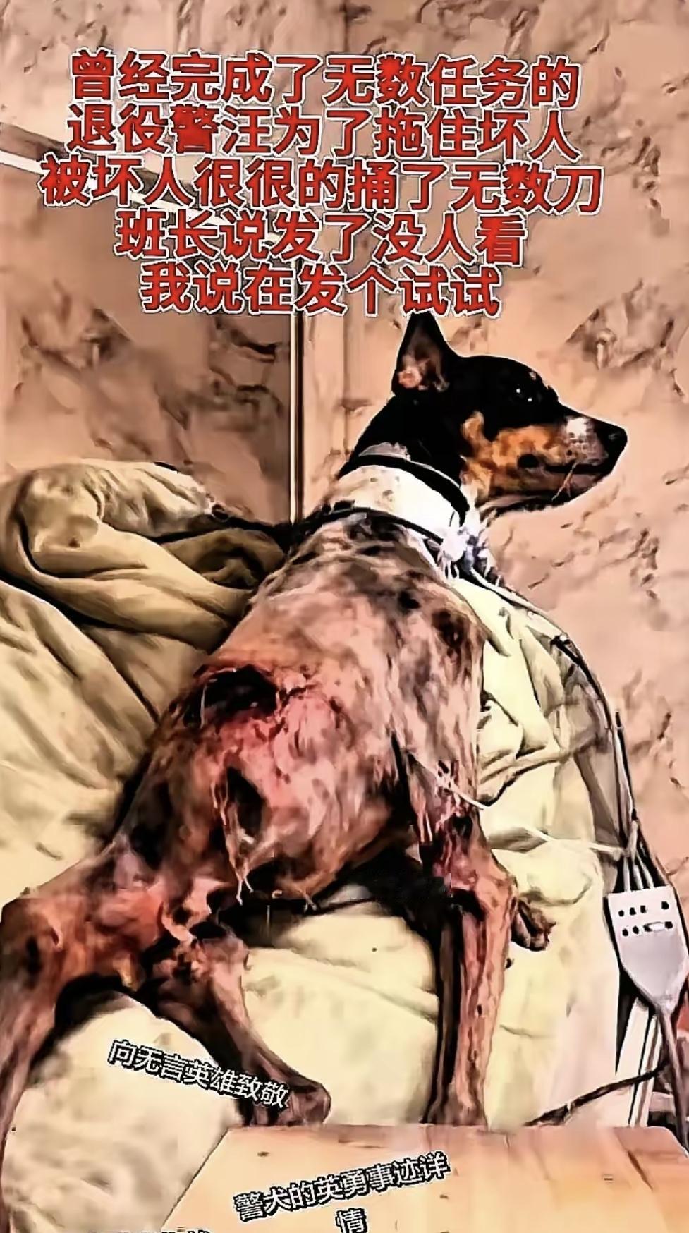 那天我刷到一个视频：一只老犬冲进雨里，腿抖得站不稳，还是往警营大门拖着走。它早退