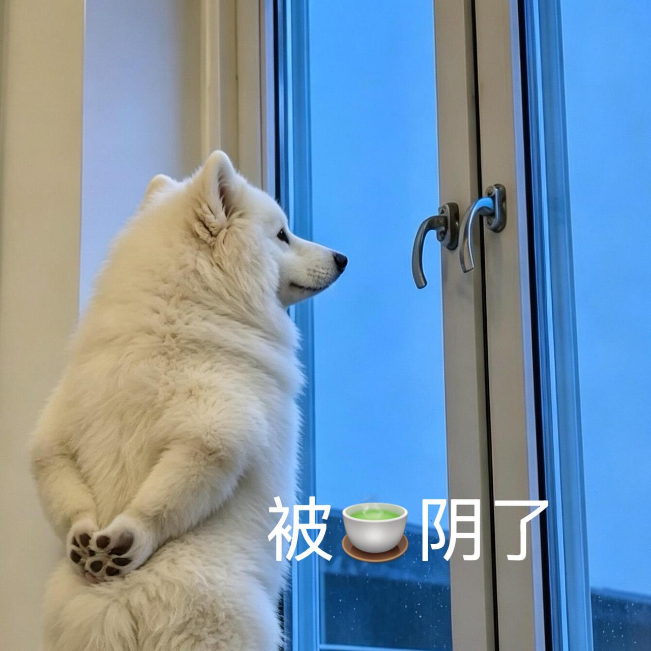 王鹤棣就是萨摩耶，《亲爱的客栈》被沈月小团体职场隐形霸凌了。