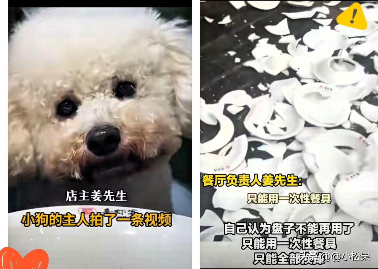 直接看懵！带狗上桌还发视频，店主怒砸600套餐具停业消杀，这波操作太解气！河