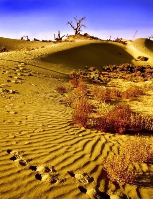 为什么现在要大规模的治理，塔克拉玛干大沙漠，因为以色列可以在沙漠上，通过农业现代