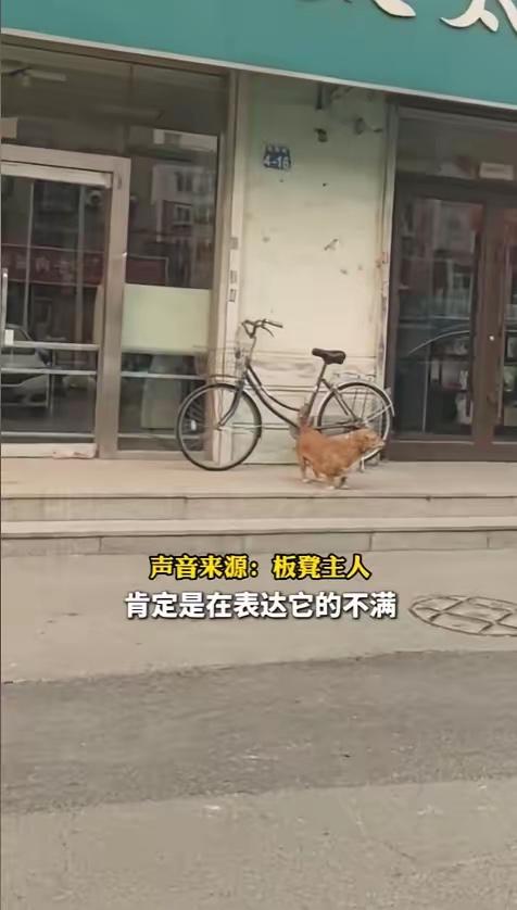 笑不活了！辽阳这只小狗把“记仇”刻进DNA，坚持8年上门“骂街”，全网笑翻！