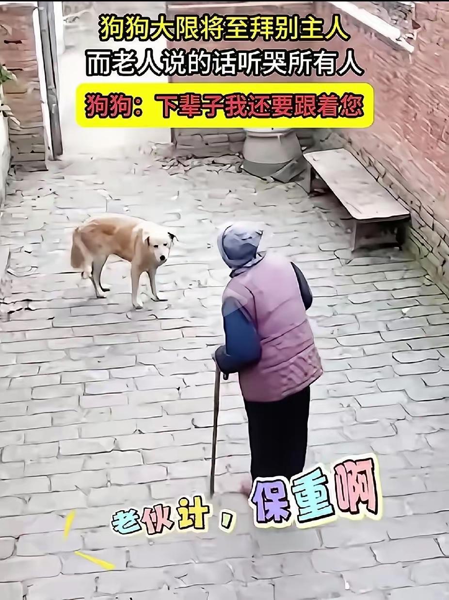 刚刷到一个视频，真的泪目了。一位八十多岁的老奶奶，拄着拐杖在院子里对着自家的狗