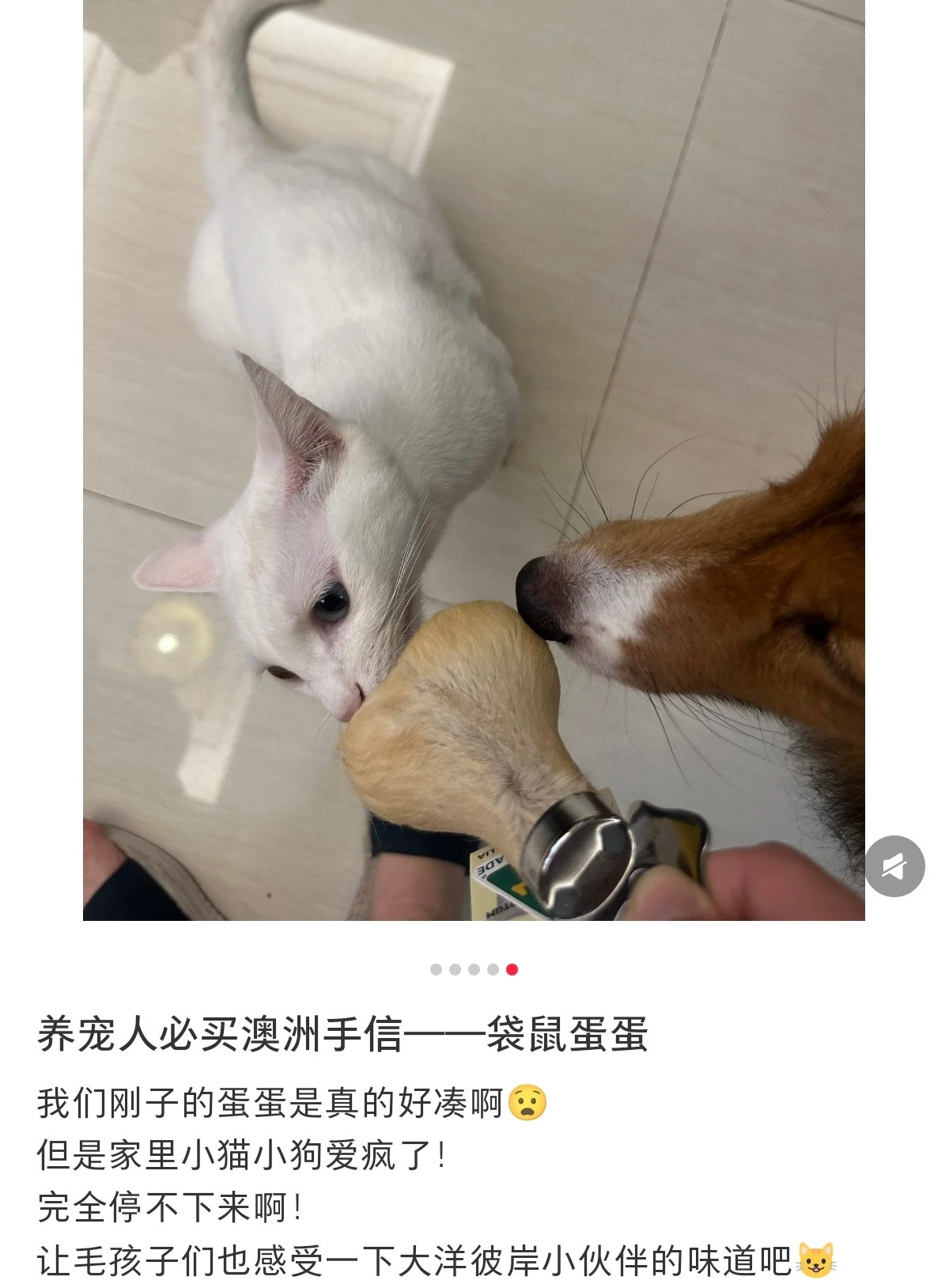 养猫人澳洲旅游最好的伴手礼，袋鼠蛋蛋[笑着哭]​​​