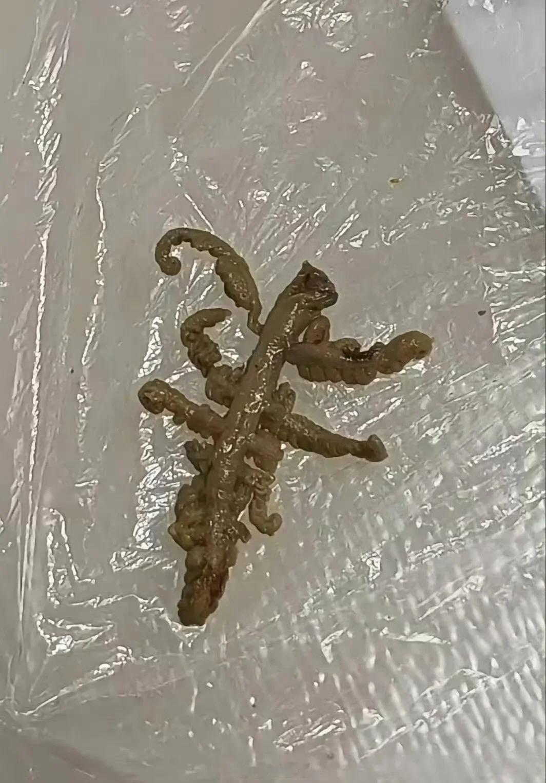 吃麻辣烫吃到的，人都麻了，有没有人知道这是什么？