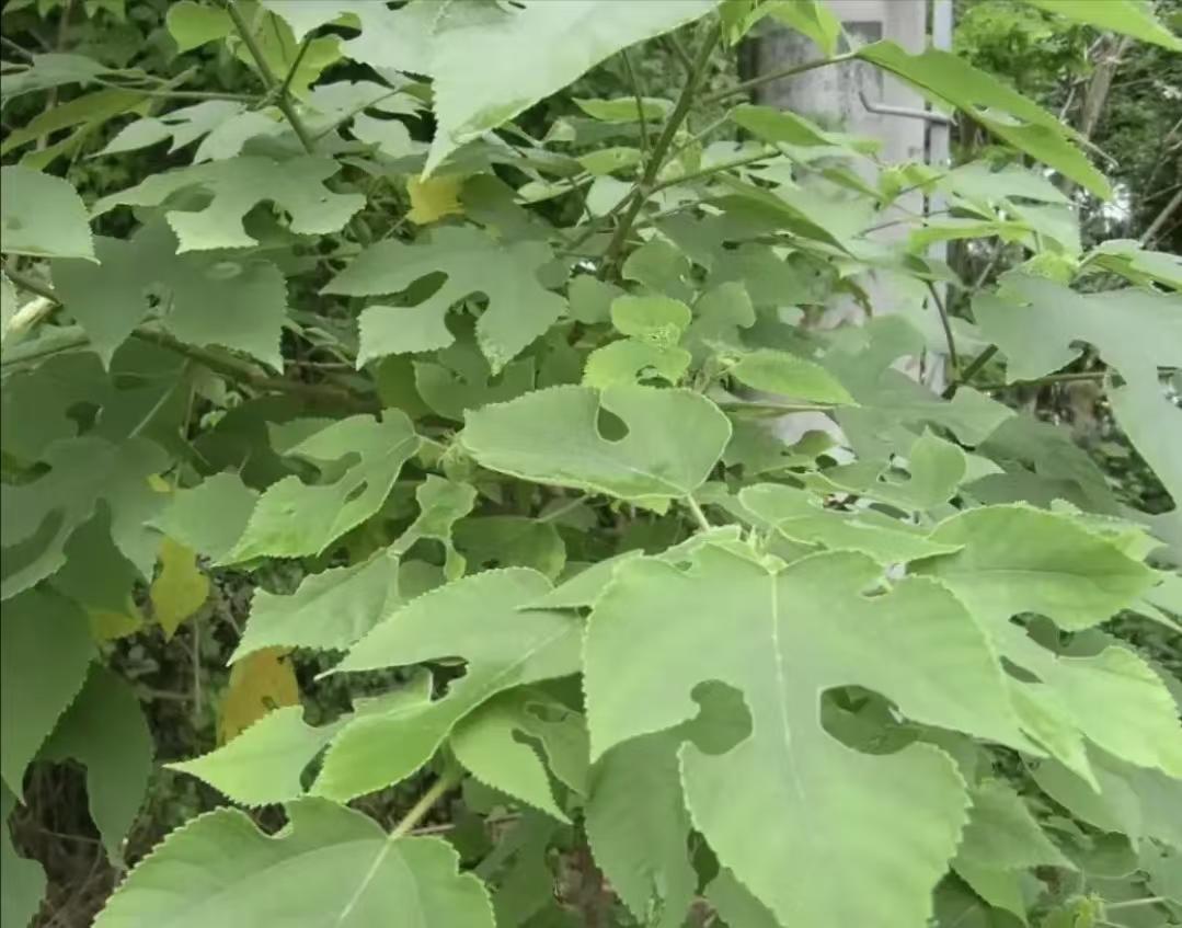 野草遍地都是，鸡药越买越贵，为啥没人试试田埂上的草药。，拉拉秧能止咳，车前草治
