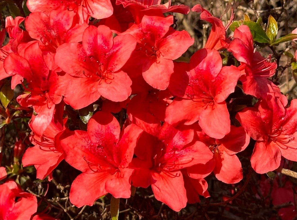 【杜鹃花】别名：山踯躅、山石榴、映山红、照山红、唐杜鹃花语：永远属于你，爱的喜悦