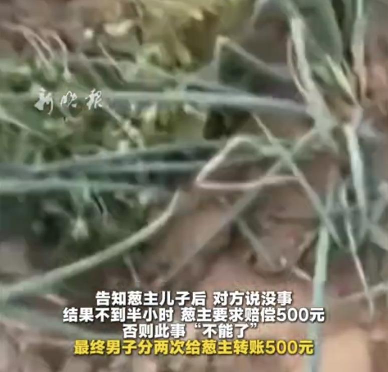 “想钱想疯了！”河北邯郸，一男子开收割机，为避让路边石墩，车轮不小心轧到路边2棵