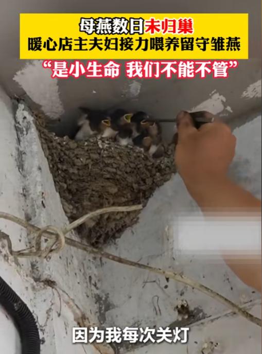 泪目！5月29日报道，江苏太仓一家街边修车铺，屋檐下有一个燕子窝，老燕子和店主相