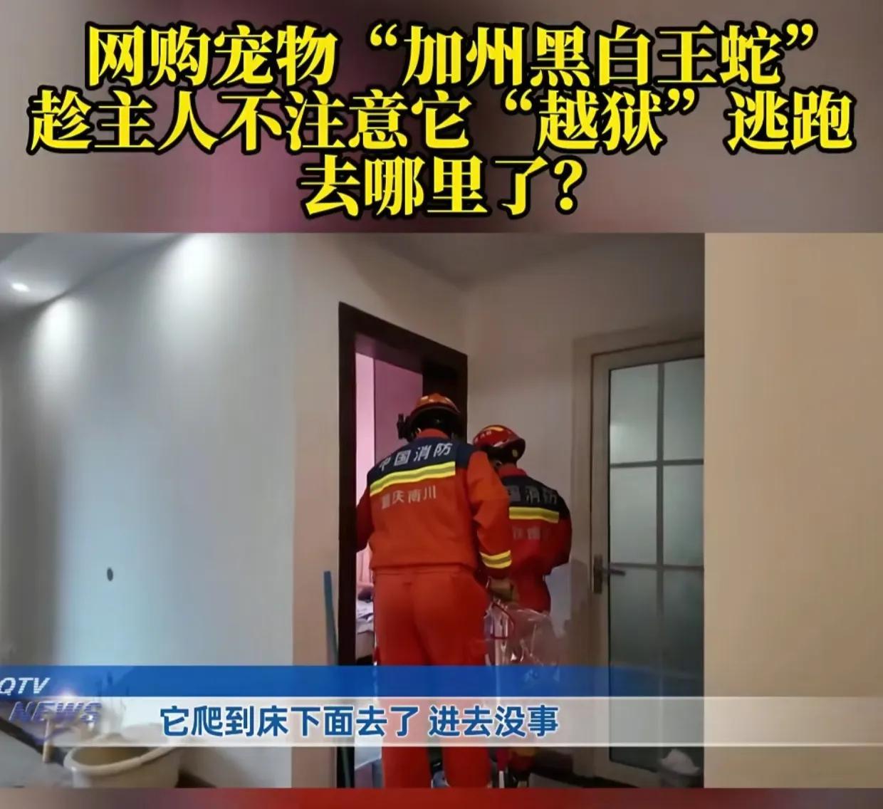 重庆女子网购了一条黑白王蛇当宠物，谁知喂食的时候，它居然从储存罐里跑了出来。女子