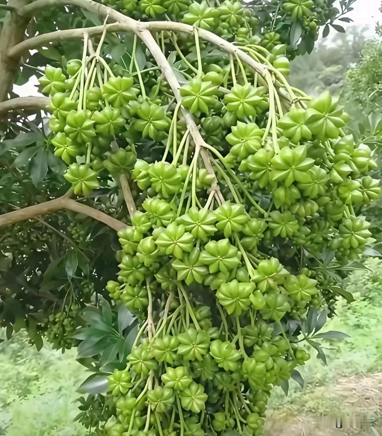 乍一看我以为是叶子呢没想到是果实