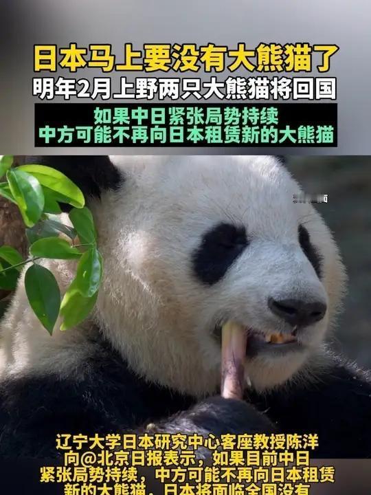 日本民众哭求熊猫留下！53年友谊见证政客搞事，为何要百姓买单？当东京上野动物