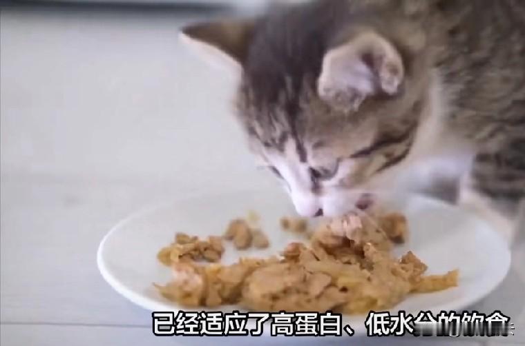 剩菜高油高盐，真的不适合猫咪！猫咪的味觉对盐不敏感，可身体扛不住高盐刺激，长期吃