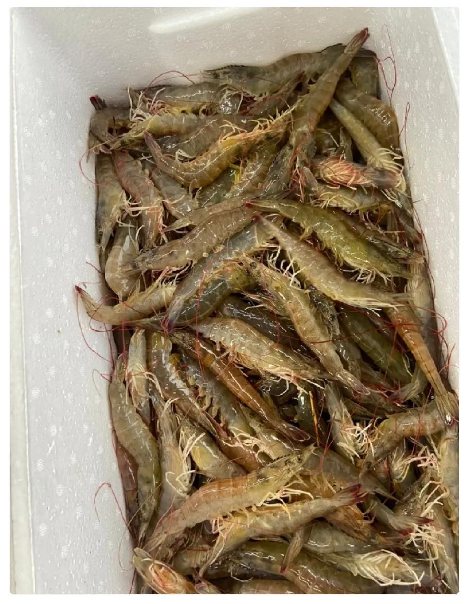 明天端午，儿子从公司拎回一箱海鲜，看着挺新鲜。儿媳打开看了一眼，直接说：“妈，这